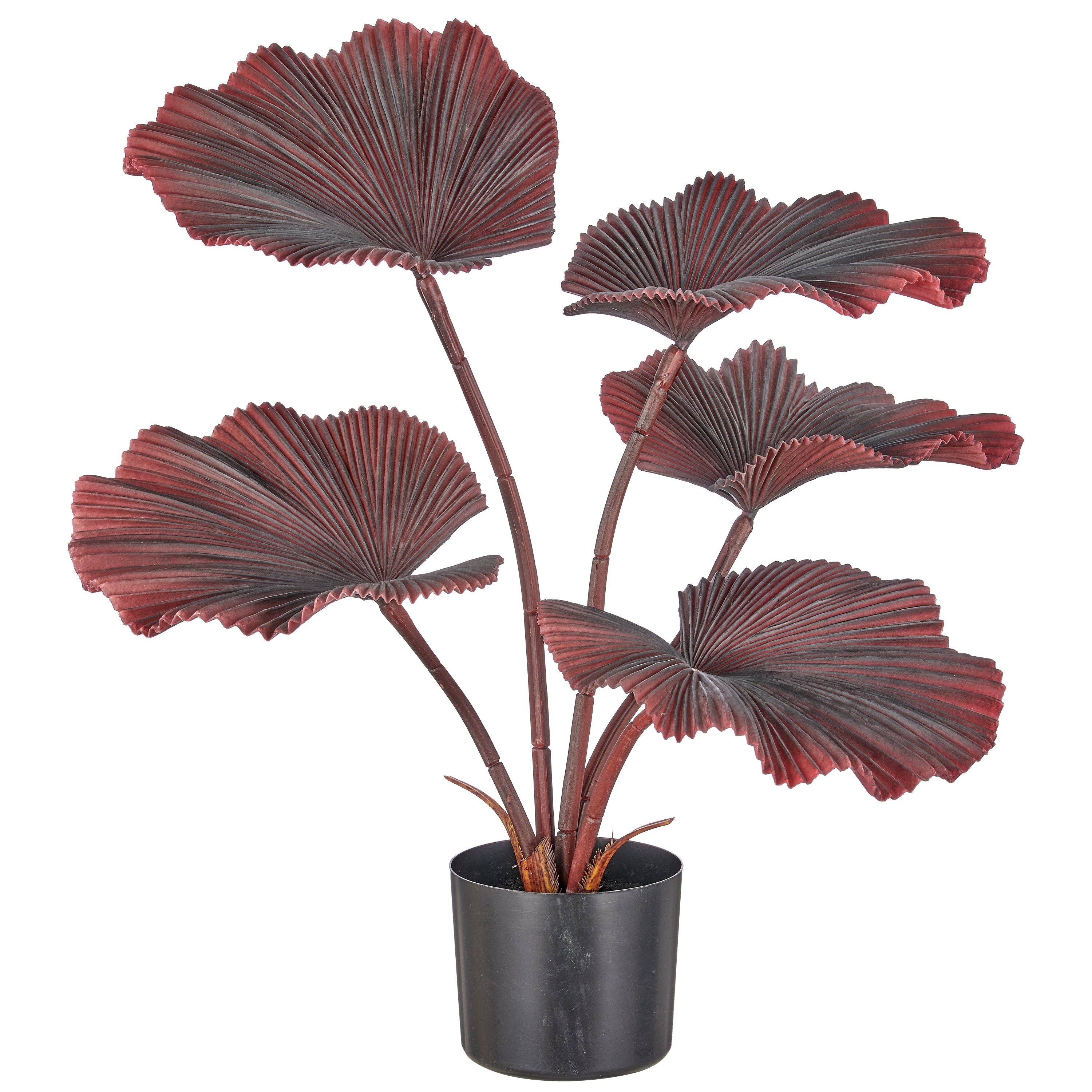 Strahlenpalme x5, 65cm, dunkelrot, im schwarzen Kunststofftopf 14,5x12,5cm