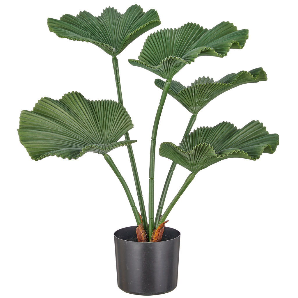 Strahlenpalme x5, 65cm, gruen, im schwarzen Kunststofftopf 14,5x12,5cm