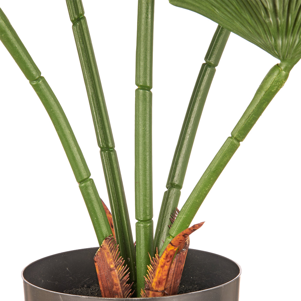 Strahlenpalme x5, 65cm, gruen, im schwarzen Kunststofftopf 14,5x12,5cm