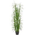 Carex morrowii Gras x1, 150cm, gruen, im schwarzen Kunststofftopf 18x14cm