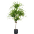 Dracaena marginata x5, 125cm, gruen, im schwarzen Kunststofftopf 17x14,5cm