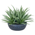 Dracaena x5, 50cm, gruen, in schwarzer Kunststoffschale 38,5x13,5cm