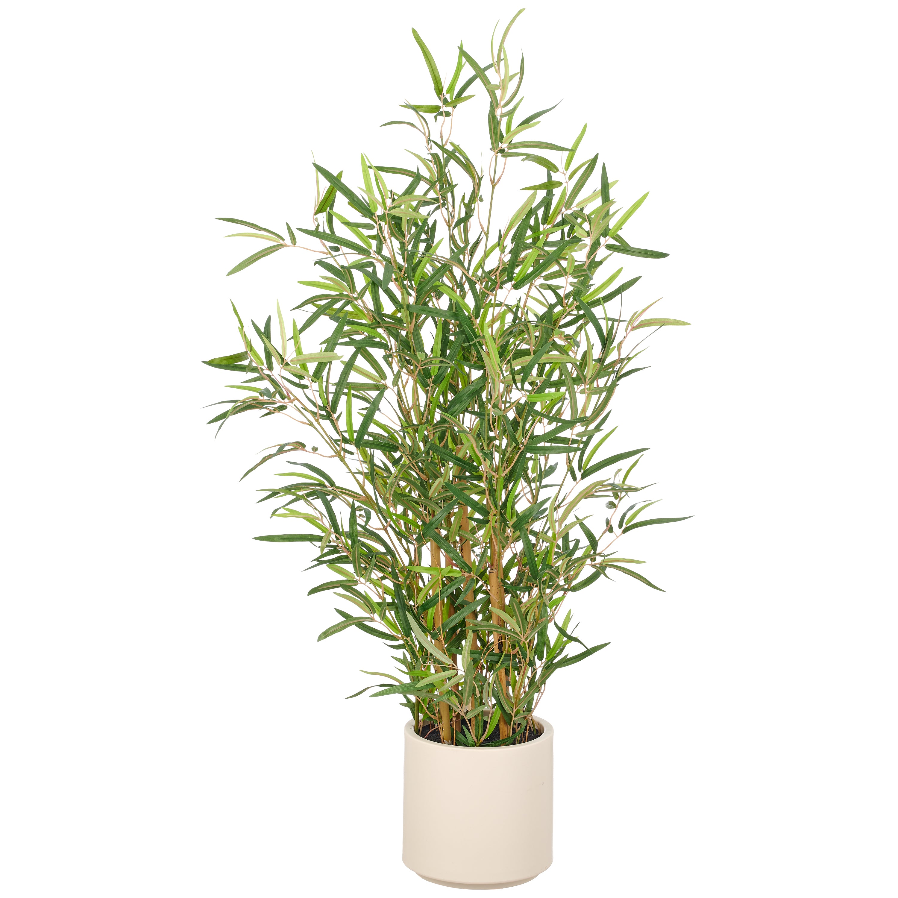 Bambus fargesia x5, 946 Bl., 100cm, gruen, im Kunststofftopf creme 18x18cm