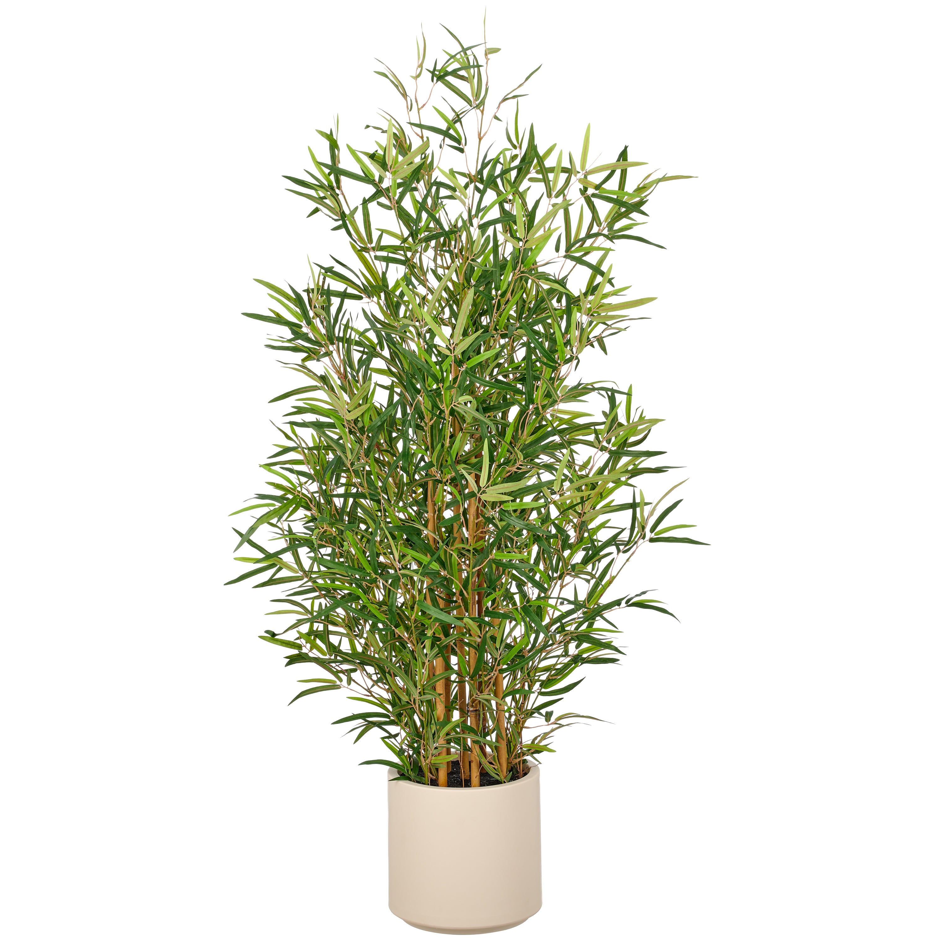 Bambus fargesia x7, 1978 Bl., 130cm, gruen, im Kunststofftopf creme 22x21,5cm