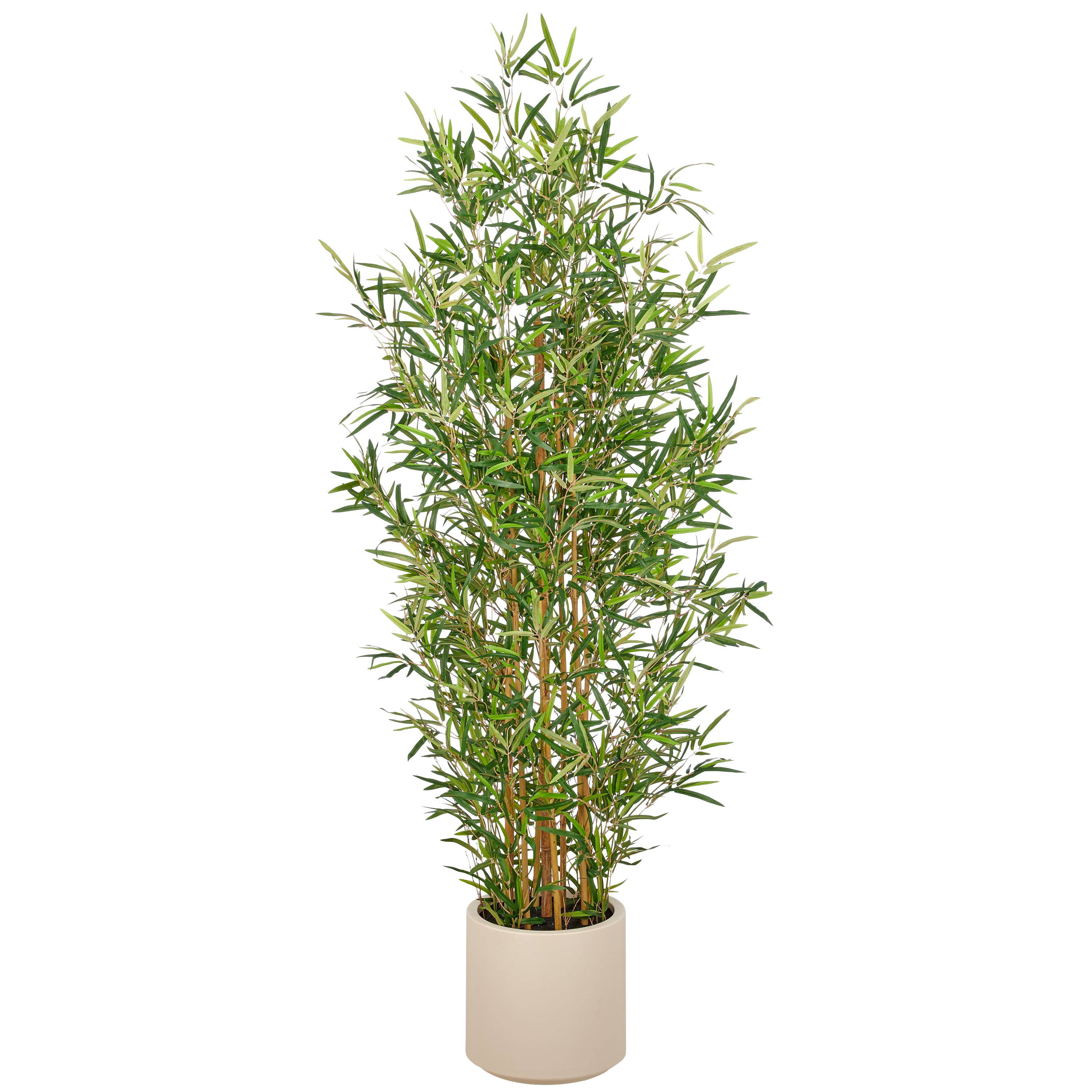 Bambus fargesia x9, 2752 Bl., 170cm, gruen, im Kunststofftopf creme 27x26,5cm