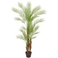 Areca Palme x3, 21 Bl., 150cm, gruen, im Kunststofftopf 18x14cm