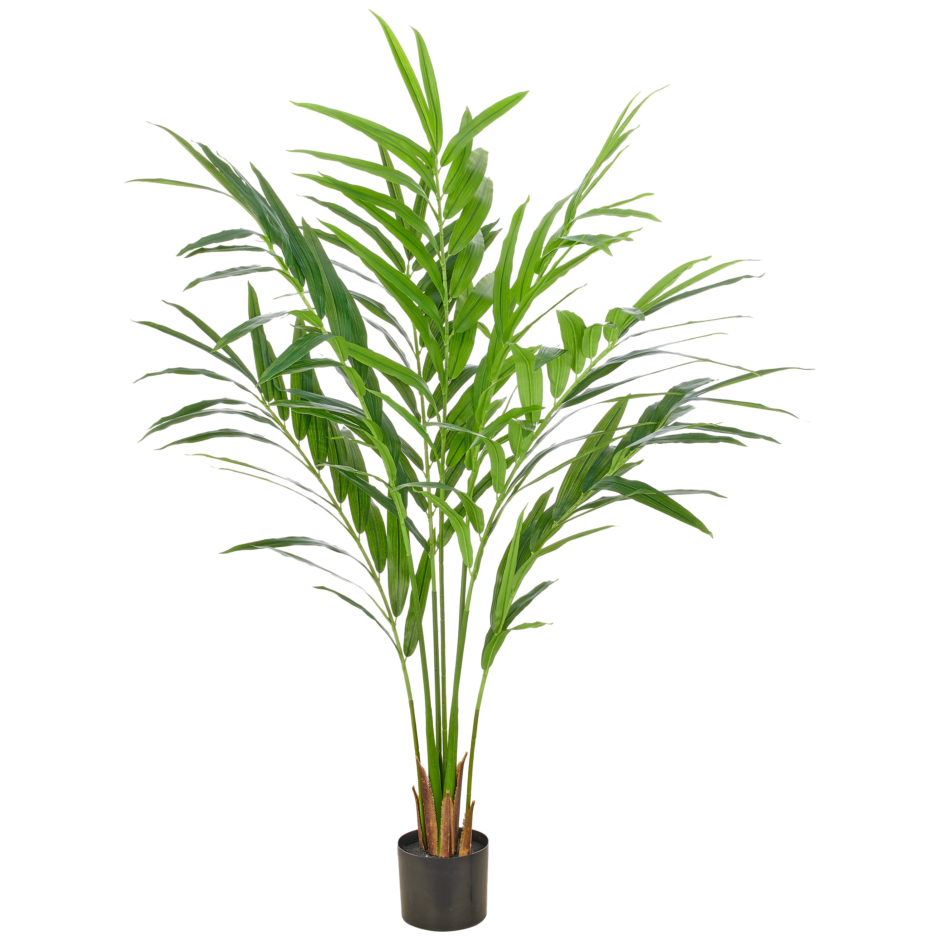 Kentia Palme x7, 150cm, gruen, im Kunststofftopf 17x14,5cm