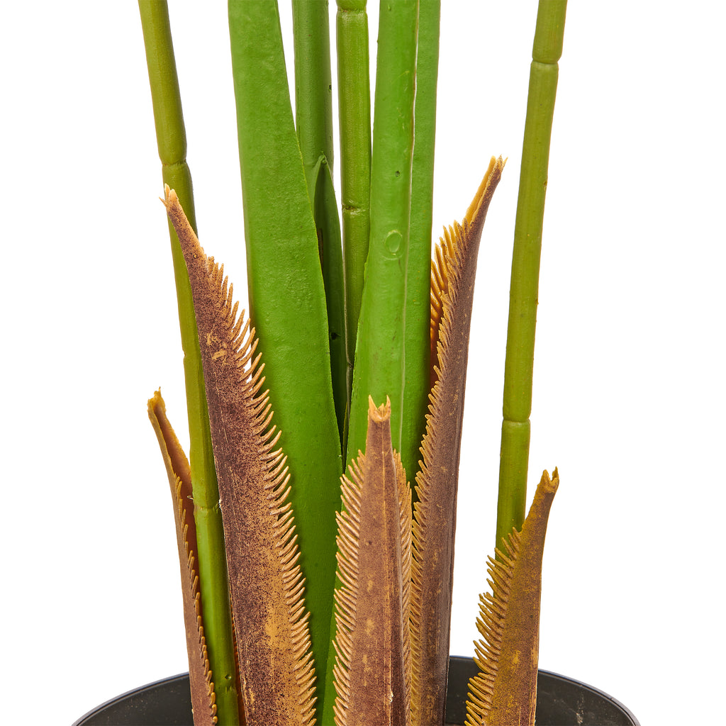 Kentia Palme x7, 150cm, gruen, im Kunststofftopf 17x14,5cm