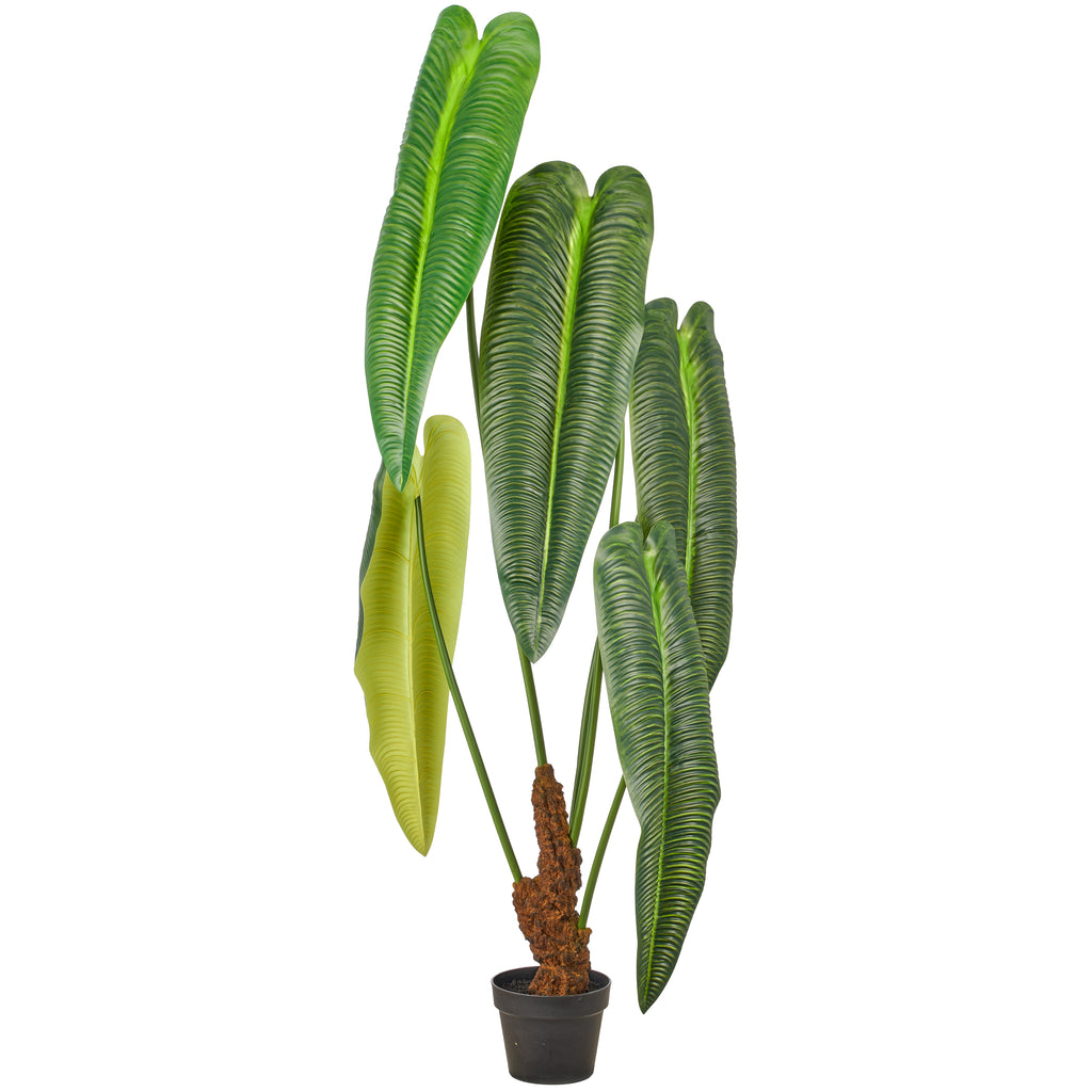 Anthurium veitchii x5, 155cm, gruen, im Kunststofftopf 18x14cm