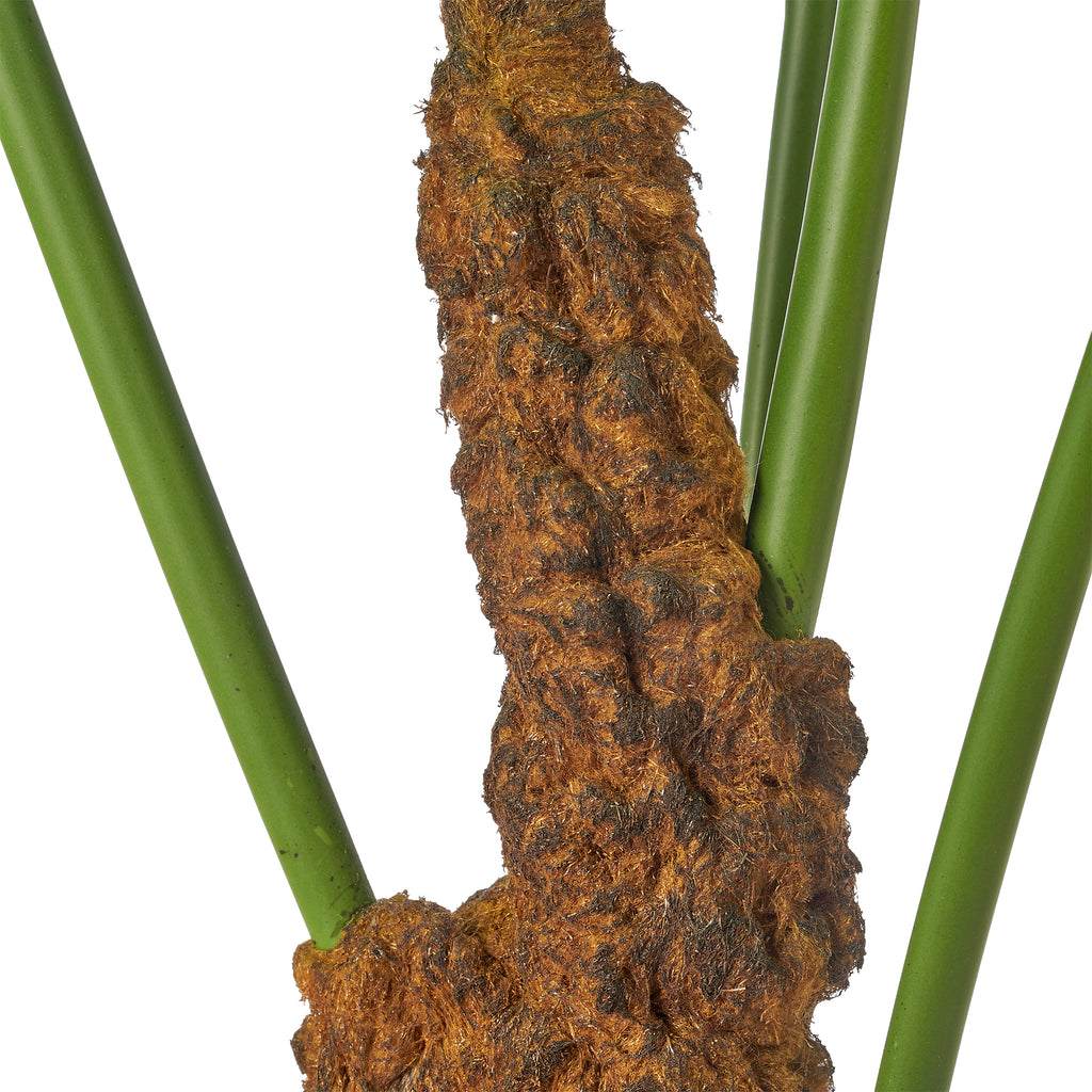 Anthurium veitchii x5, 155cm, gruen, im Kunststofftopf 18x14cm