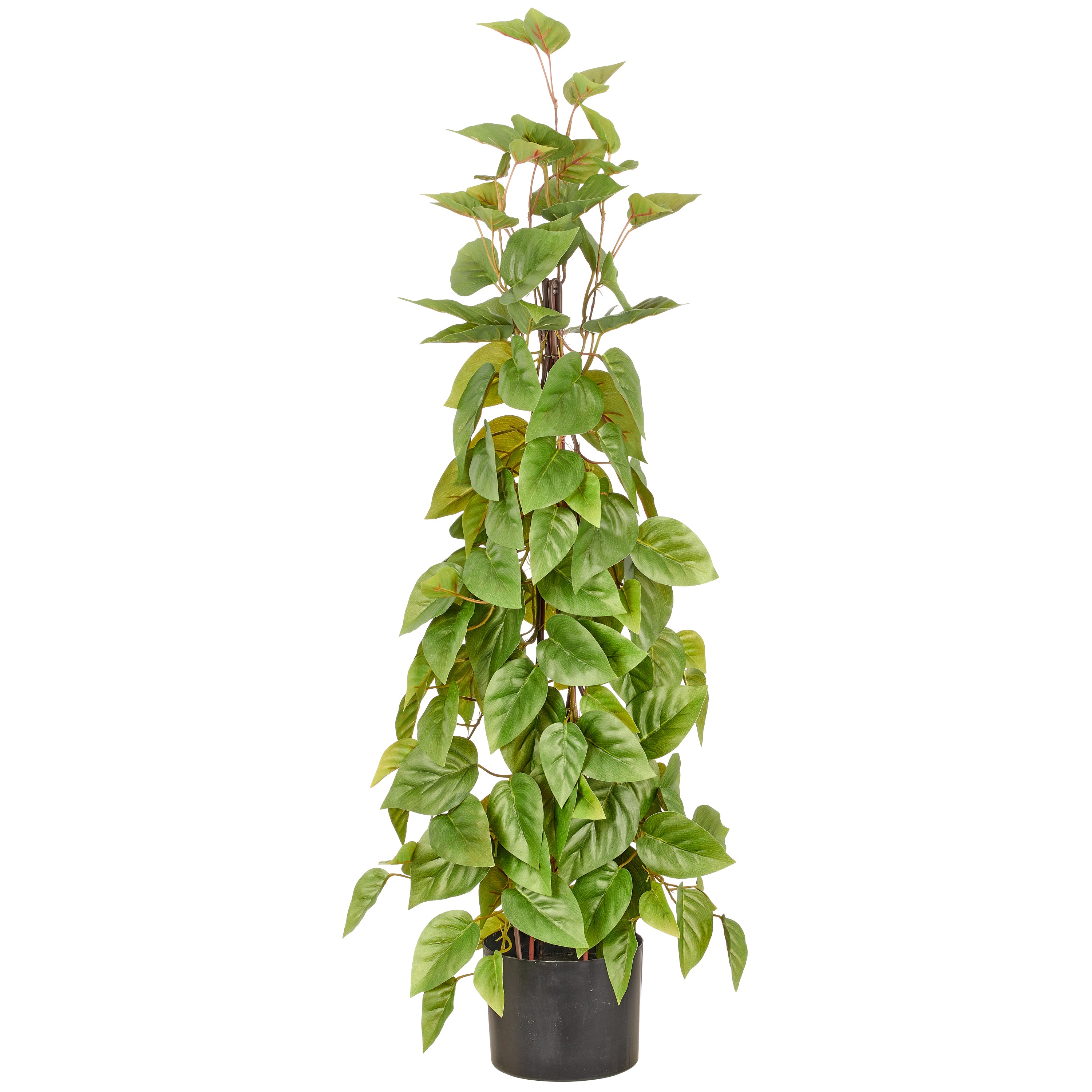 Philodendron scandens Pyramide, 95cm, gruen, im Kunststofftopf 15x12cm