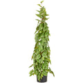 Philodendron scandens Pyramide, 125cm, gruen, im Kunststofftopf 18x14,5cm