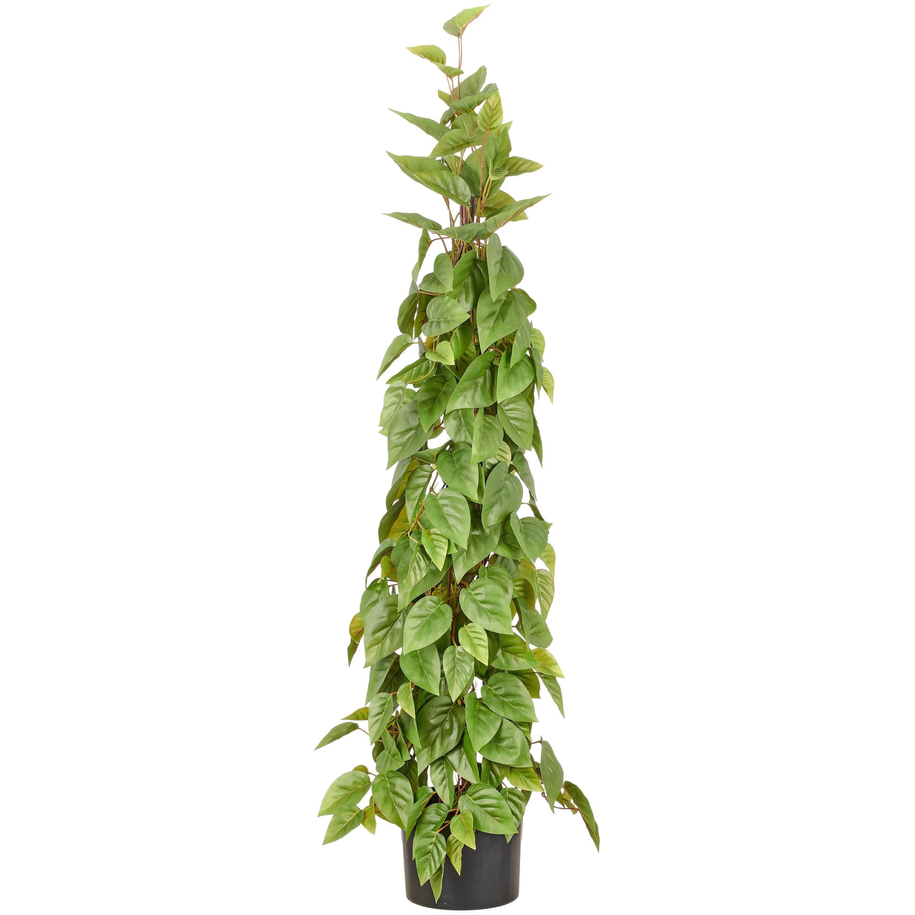 Philodendron scandens Pyramide, 125cm, gruen, im Kunststofftopf 18x14,5cm
