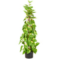 Epipremnum Pyramide, 95cm, gruen, im Kunststofftopf 15x12cm