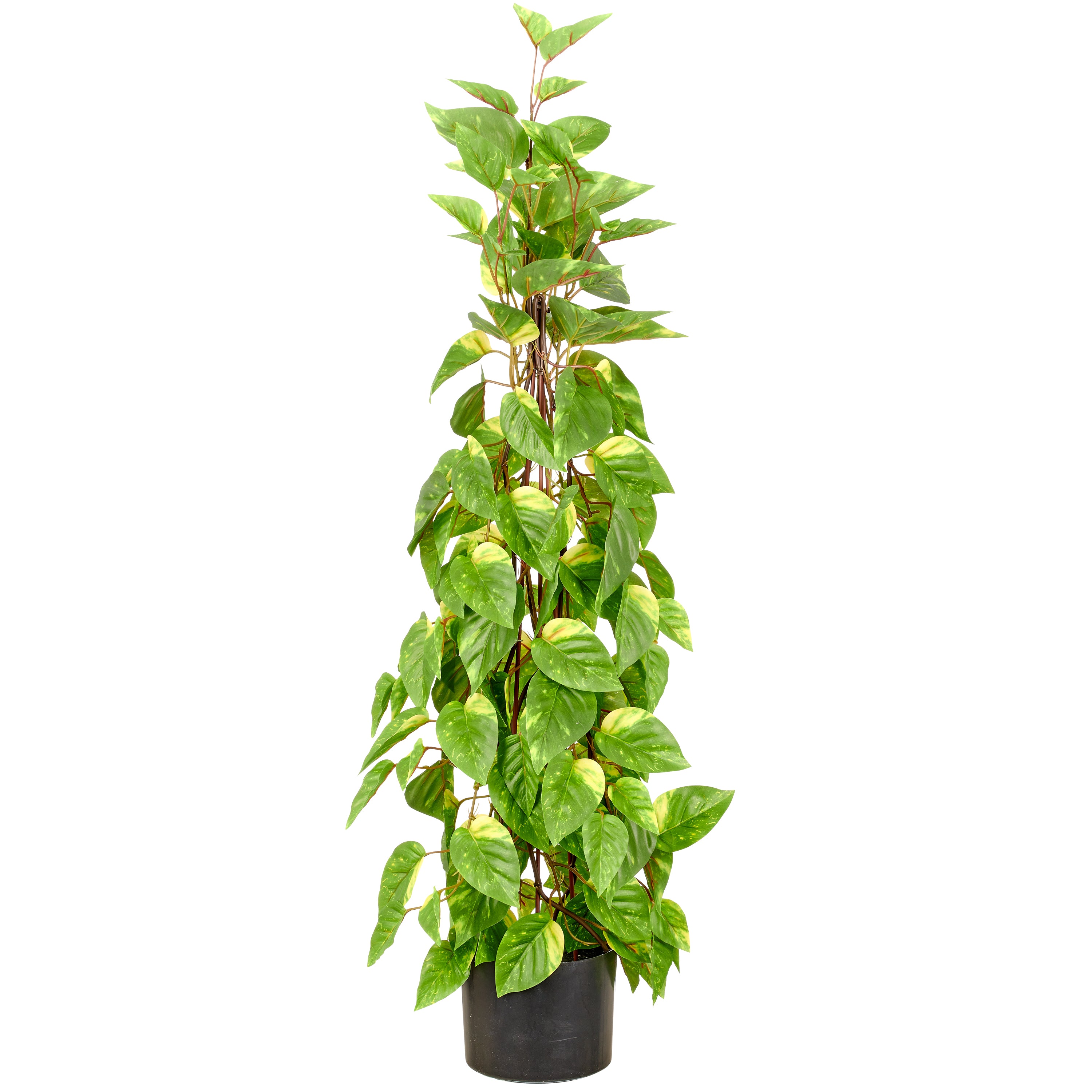 Epipremnum Pyramide, 95cm, gruen, im Kunststofftopf 15x12cm