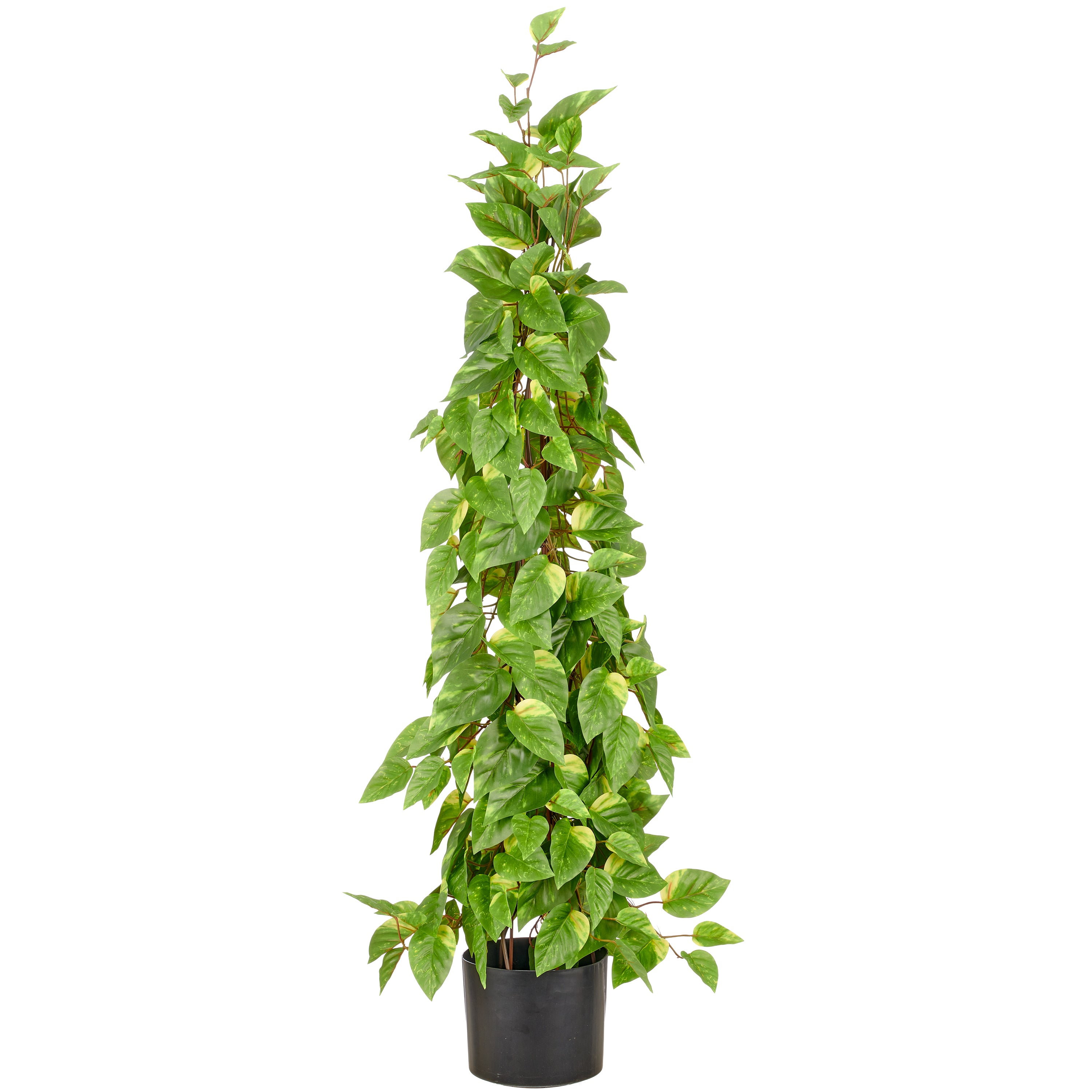 Epipremnum Pyramide, 125cm, gruen, im Kunststofftopf 18x14,5cm