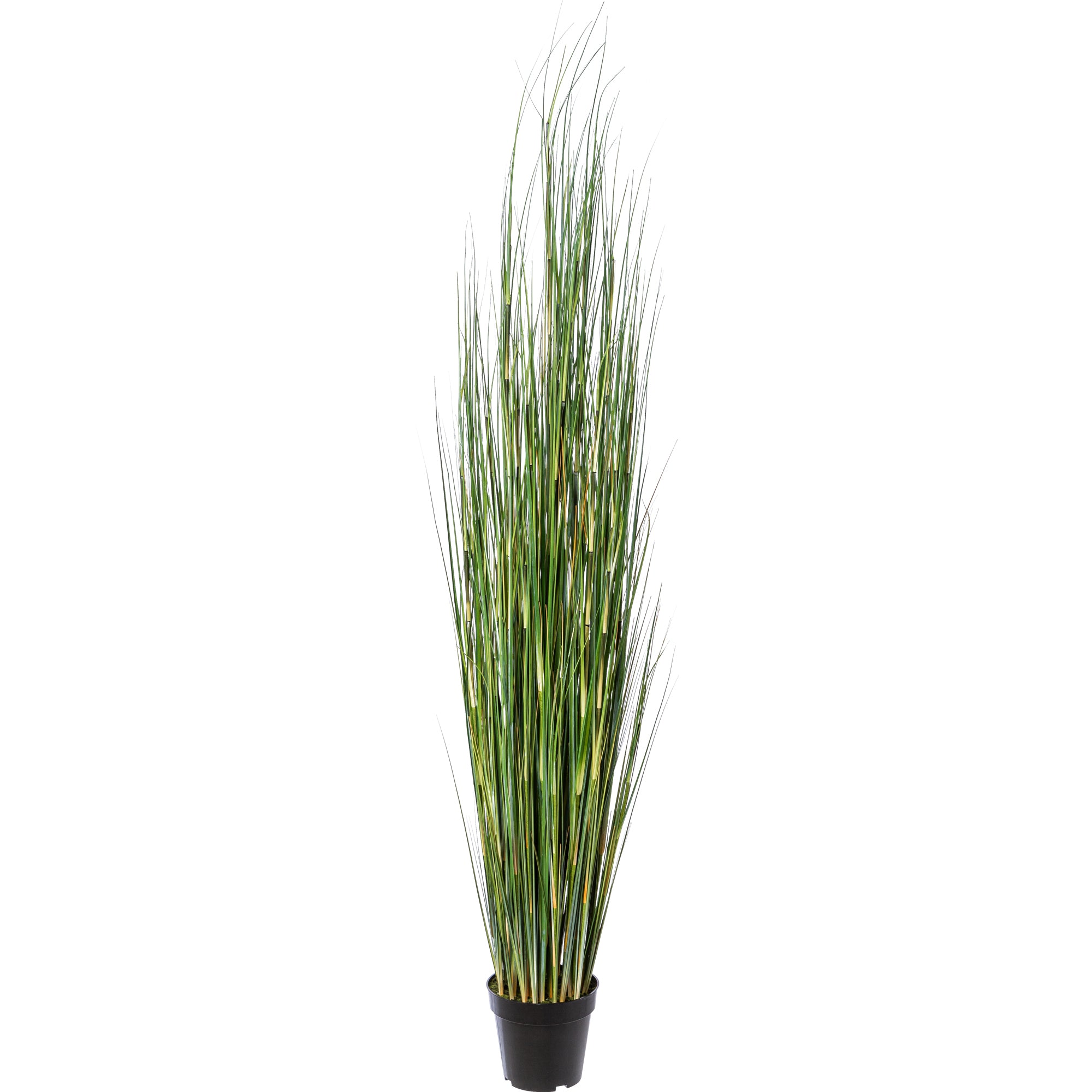 Equisetumgras, 155cm, gruen, im Kunststofftopf 17x14,5cm