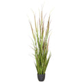 Cortaderia jubata, 150cm, gruen-purpur, im Kunststofftopf 16x15cm