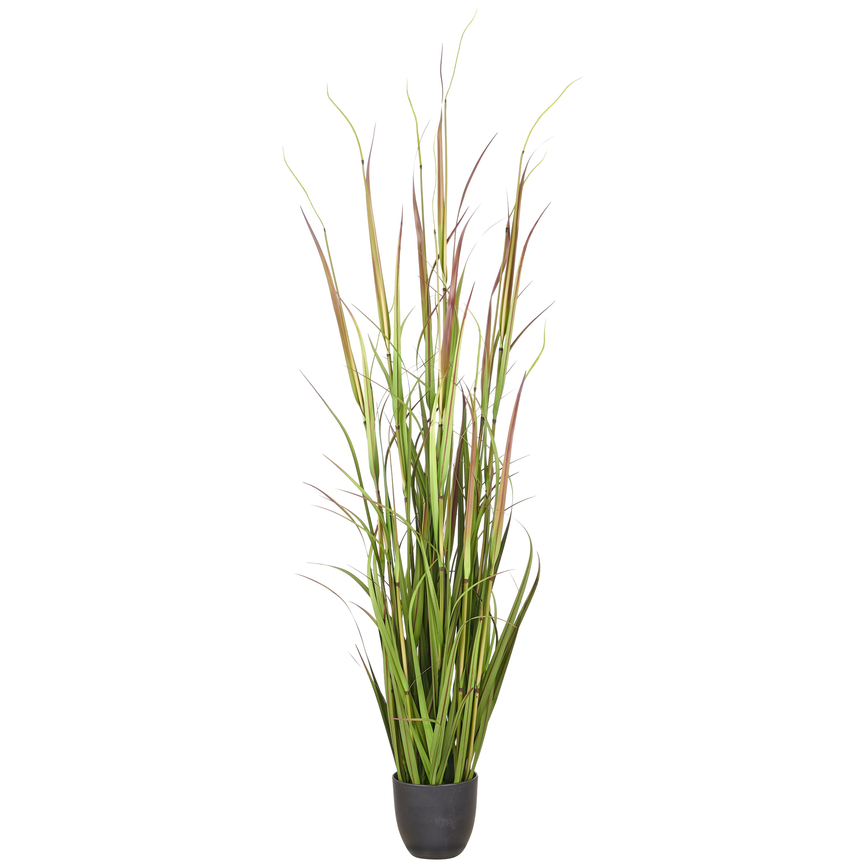 Cortaderia jubata, 150cm, gruen-purpur, im Kunststofftopf 16x15cm