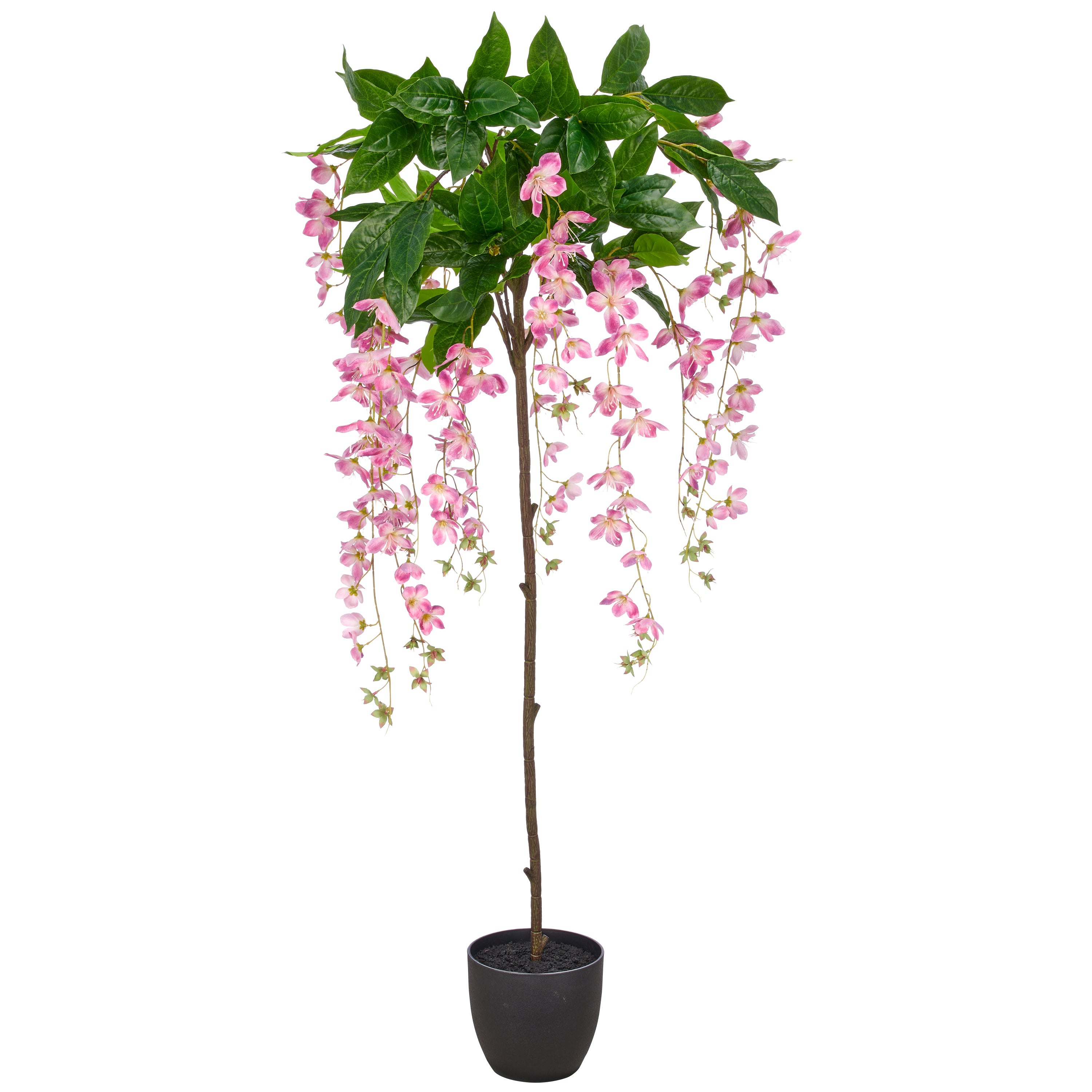 Clematis montana x12, 160cm, gruen-lila, im Kunststofftopf 19,5x17,5cm