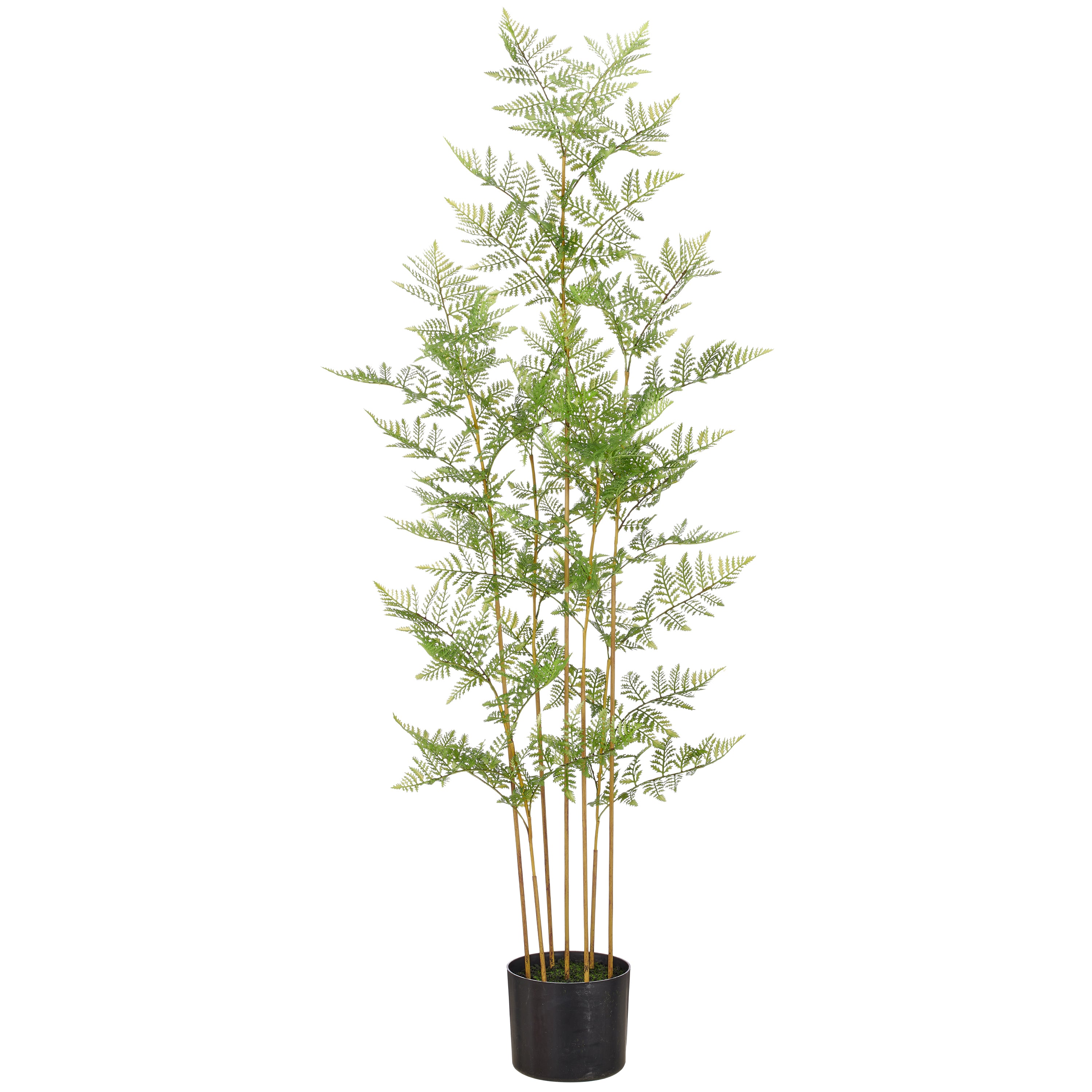 Hasenpfotenfarn x7, 120cm, gruen, im Kunststofftopf 15x12,5cm