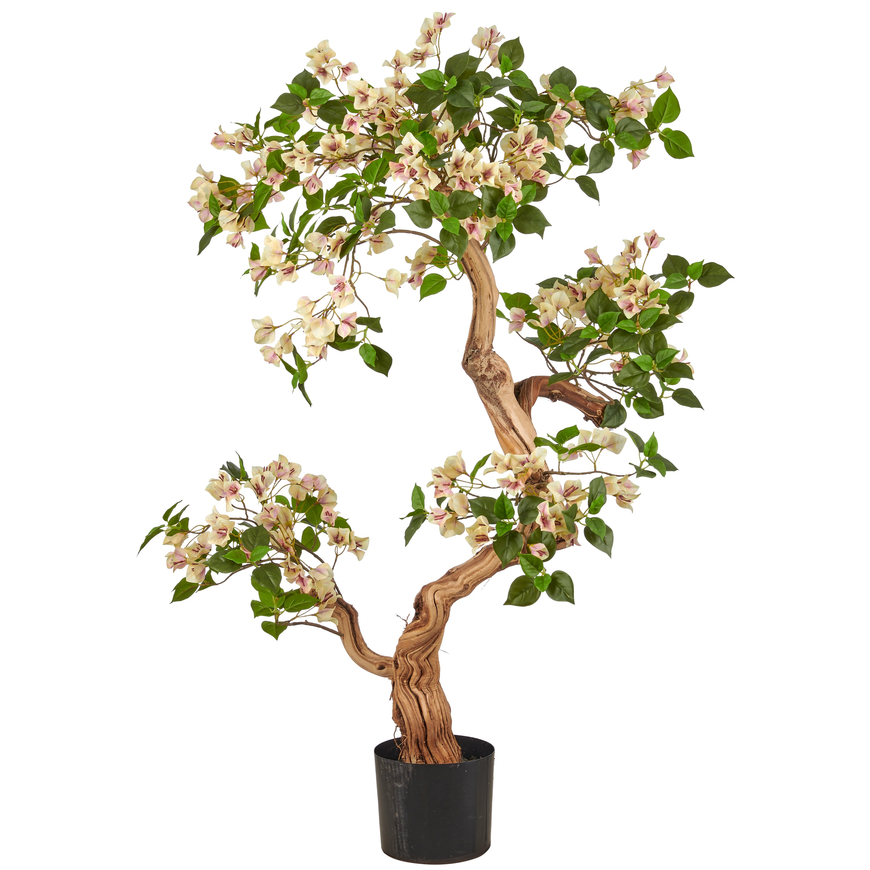 Bougainvillea, Naturstamm, 130cm, creme-lila, im Kunststofftopf 18x16cm