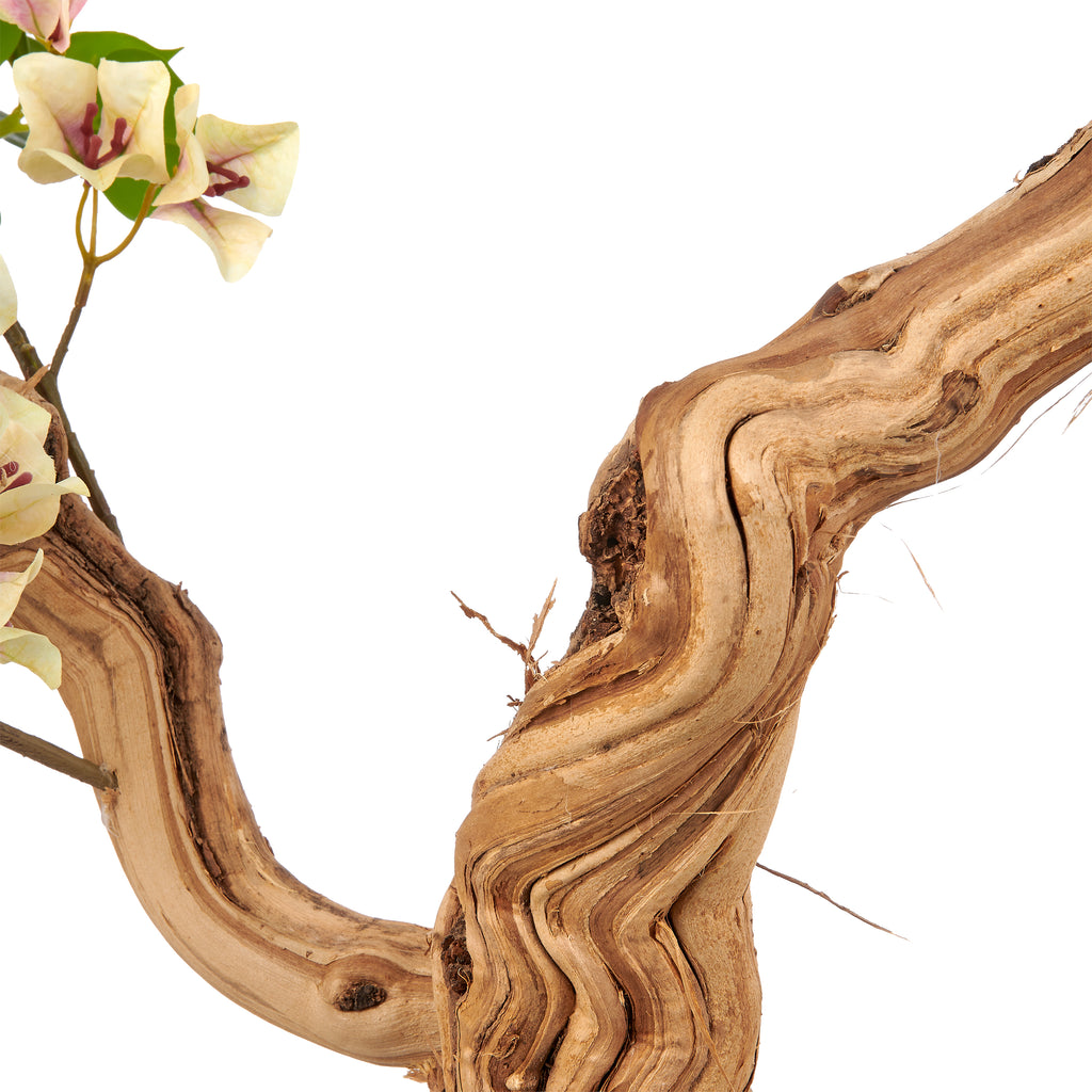 Bougainvillea, Naturstamm, 130cm, creme-lila, im Kunststofftopf 18x16cm