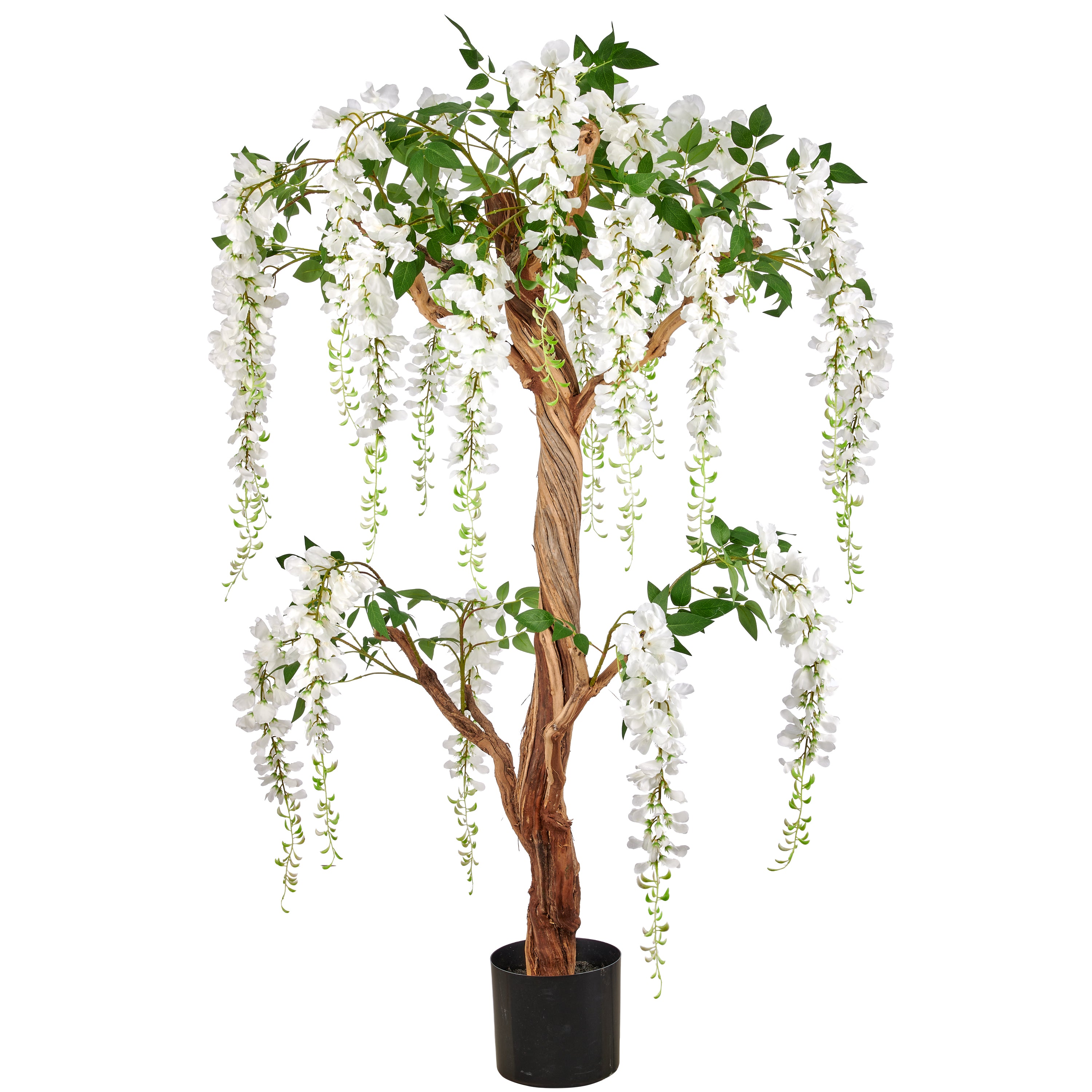 Wisteria sinensis ALBA, 160cm, weiss, im Kunststofftopf 20,5x18,5cm