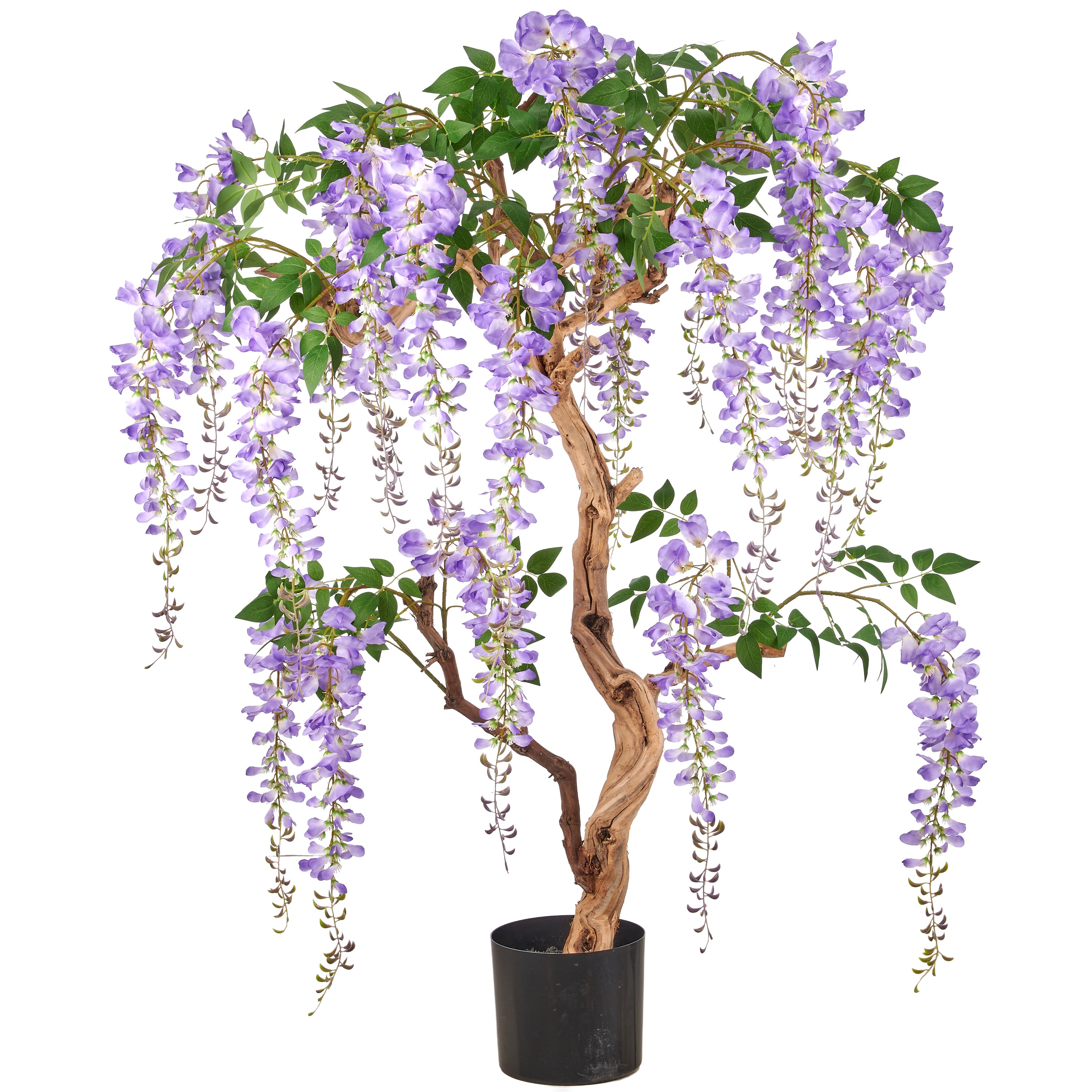 Wisteria sinensis Prolific, 160cm, lila, im Kunststofftopf 20,5x18,5cm