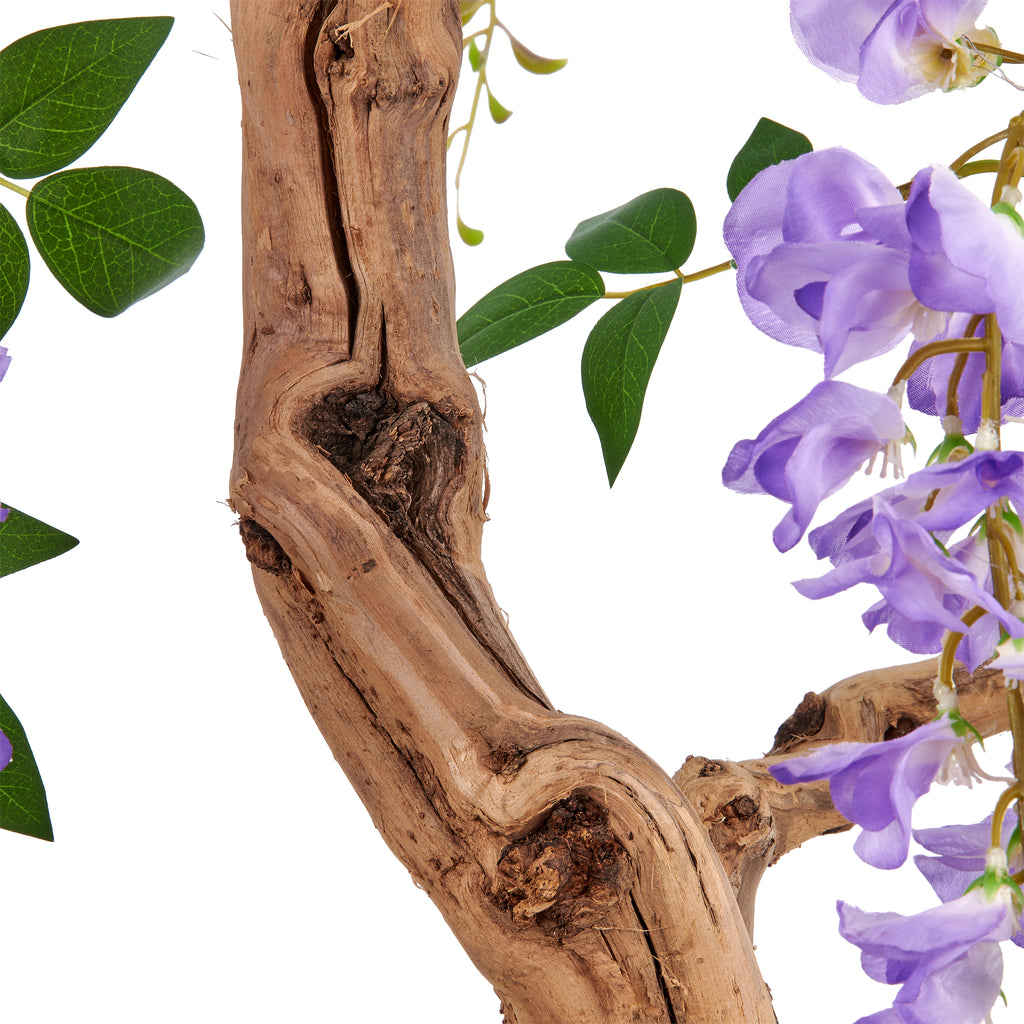 Wisteria sinensis Prolific, 160cm, lila, im Kunststofftopf 20,5x18,5cm